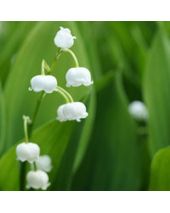 Lily of the Valley Fragrant Oil