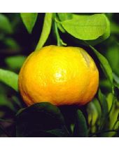 Tangerine 5 Fold Essential Oil
