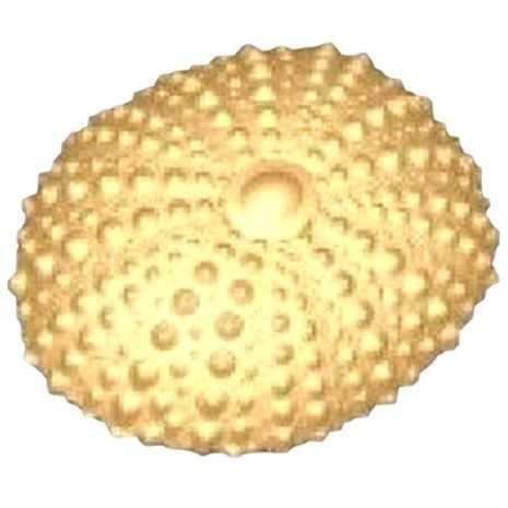 Stylized Sea Urchin Soap Mold