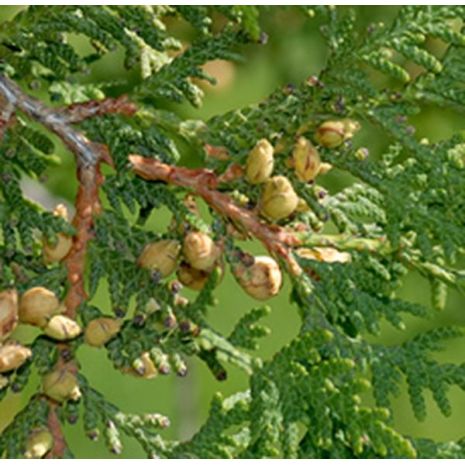 Cedar Leaf Thuja Essential Oil
