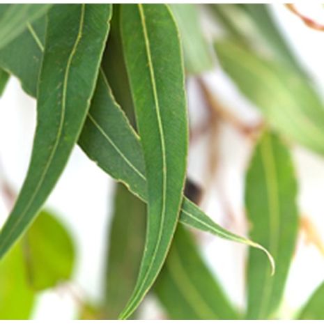 Eucalyptus Lemon Essential Oil